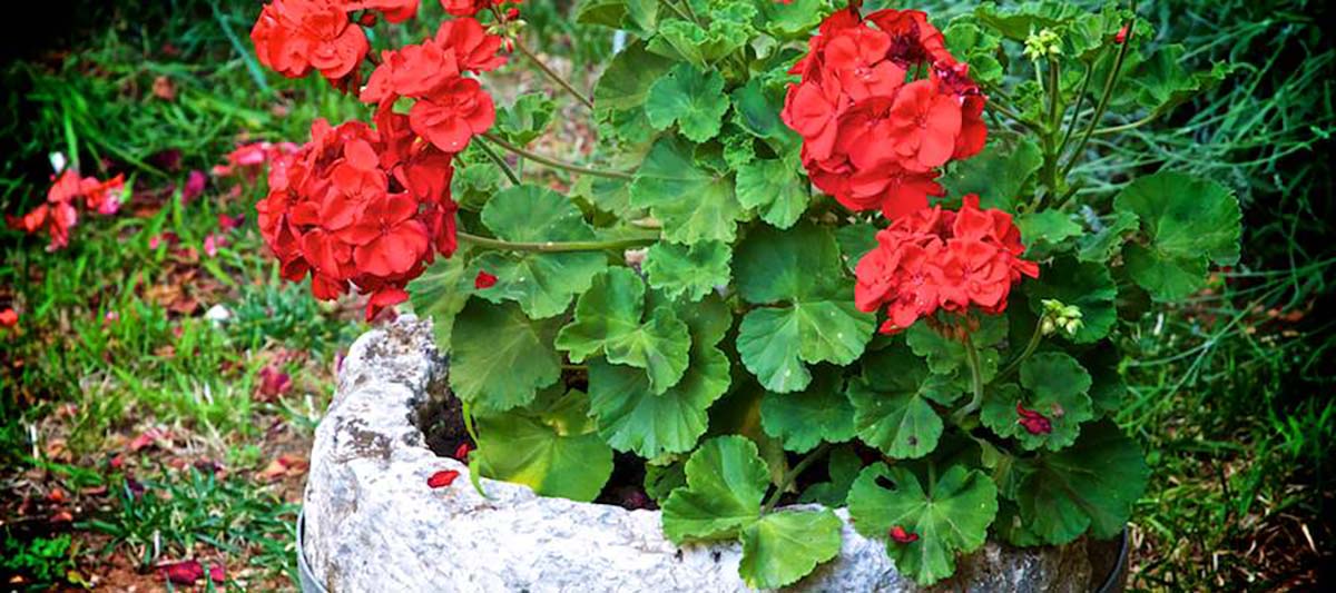 sobe i apartmani Rovinj -  confort, Exclusive